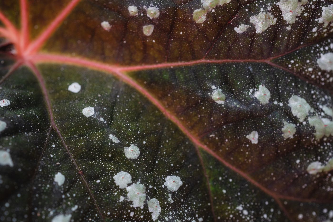 Powdery mildew affected leaf