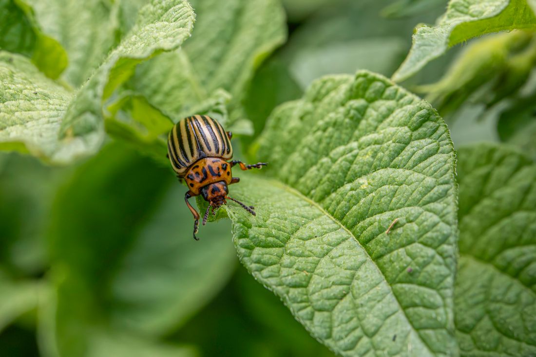 Striped potato beetle resting on a green leaf
